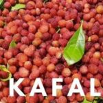 Kafal State Fruit of Uttarakhand